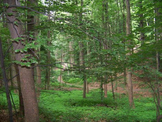 schön hier, herrlich grün alles
