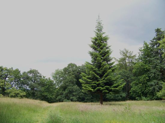 Ah, eine Lichtung. 
Die "Fichtenwiese"