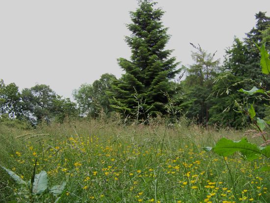 mal ein anderer Blickwinkel, z.B. wenn man im Gras liegt und sich ausruht