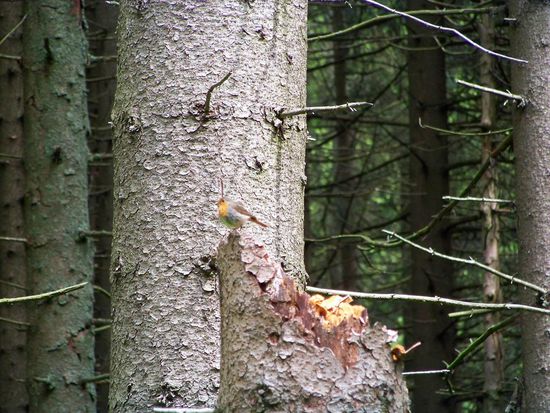 ein Rotkehlchen trällert uns was vor...