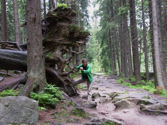 riesige Wurzeln finden sich immer wieder am Wegesrand