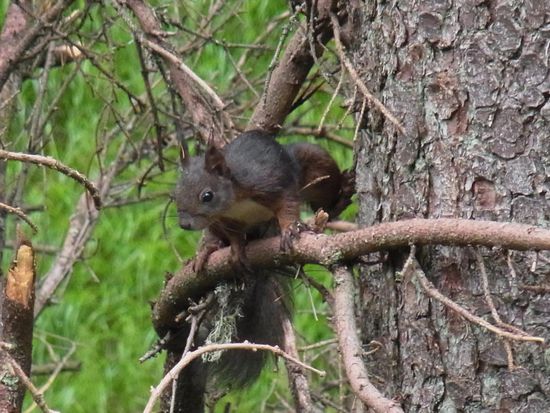 hier sind die Eichhörnchen fast schwarz und fahren nicht mit dem Zug