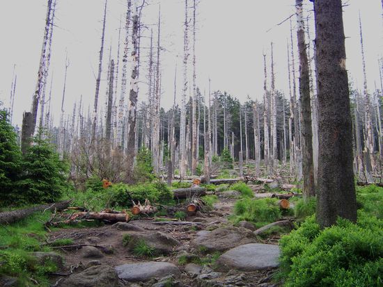 fast oben stehen nur noch "Baumreste"