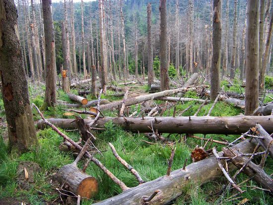 Die Reste bleiben bewusst liegen  und verwandeln sich dank unzähliger Mikroorganismen und Co in neue Materie
