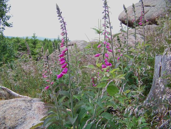 Überall wächst hier der Fingerhut in rauen Mengen