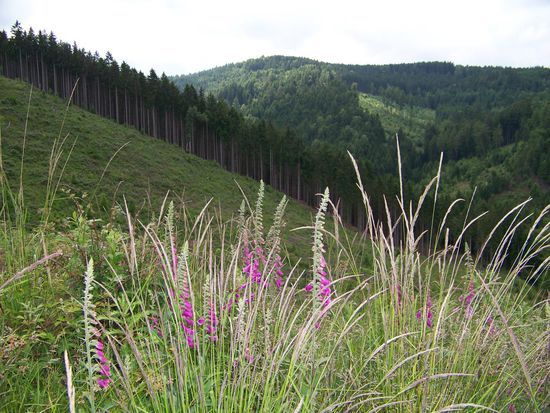 Blick durch Blumen (Fingerhut)