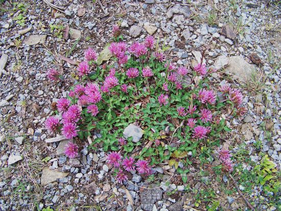 Farbe. lila 
mitten auf dem steinigen Weg