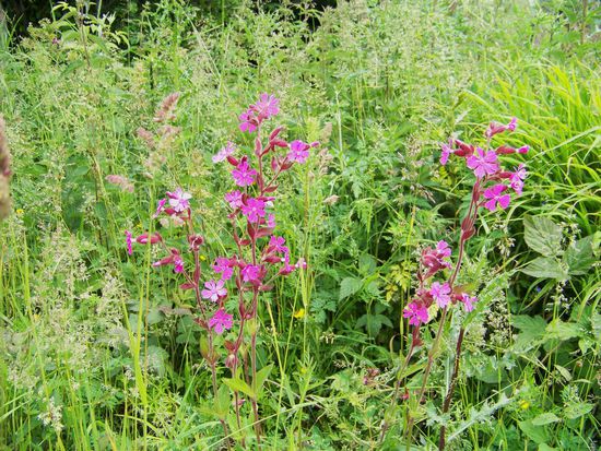 Farbe. rosa bis lila