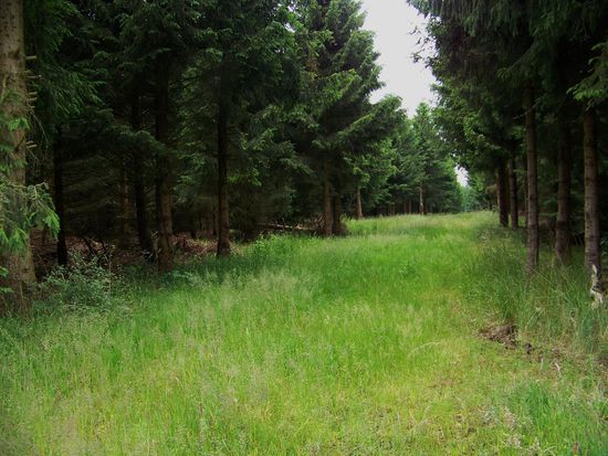 eine Schneise durch den Wald