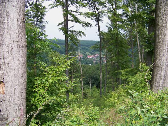 Blick durch einen natürlich gewachsenen Holzrahmen
