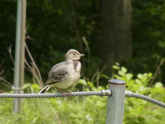 nach gefühlten 3 Stunden Gefiederputzerei endlich fertig für das Foto