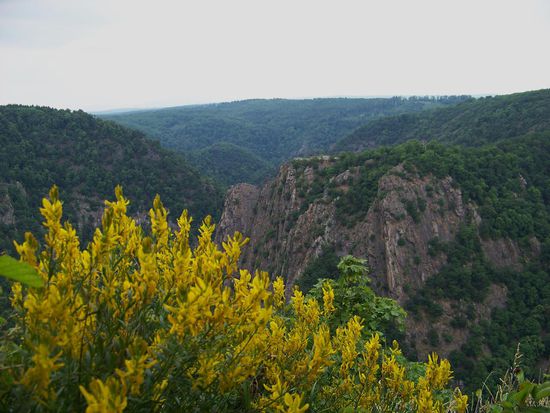Der Gingster blüht hier etwas verspätet