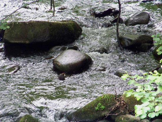 Suchbild: Wo sitzt die Wasseramsel?