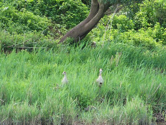 ...oder neugierigen Gänsen.