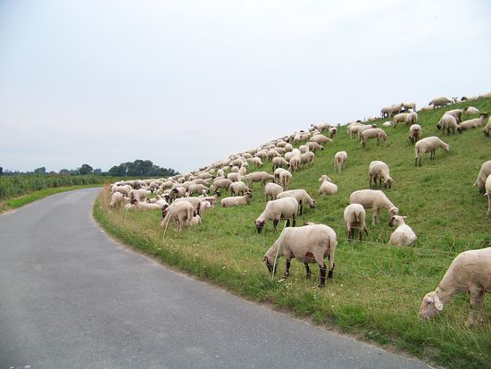 und später massenweise "Natur-Deich-Rasenmäher"
