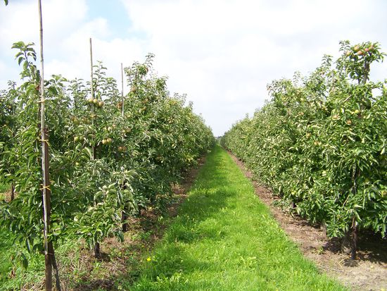 unendlich lang erscheinende Obstbaumreihen...