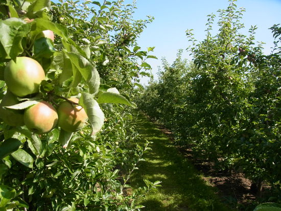 ...dafür herrliches kräftiges Grün zum satt sehen, nicht zum satt essen.
