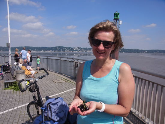 superleckere Kirschen