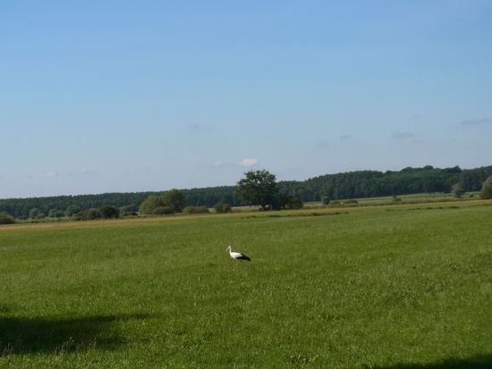 Bei den Störchen ist es relativ einfach: die halten still und bewegen sich eher anmutig durch das Gras