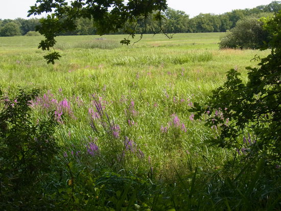 hier blühen überall diese herrlichen Lila-Blumen