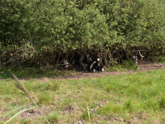 keine Skulpturen, sondern lebendige Kreaturen, denen es in der Sonne zu heiß ist
