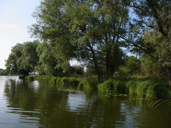 Vom Tretboot aus kommt man auch an das teilweise zugewucherte Ufer heran