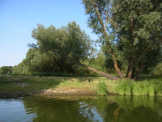 Krähen auf Beutezug