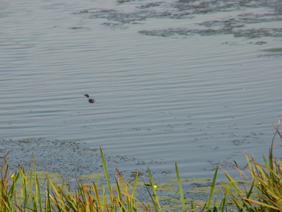 wird nicht von allen gern gesehen: der Biber