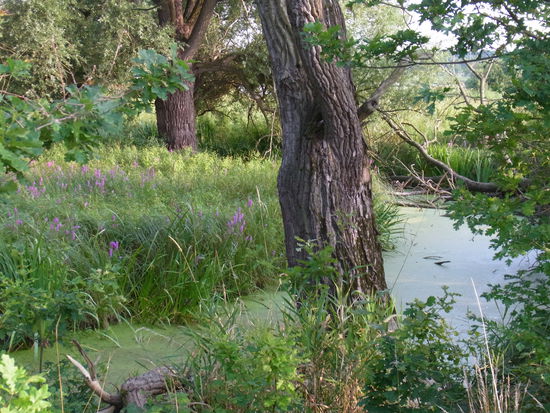 bizzare Uferlandschaft