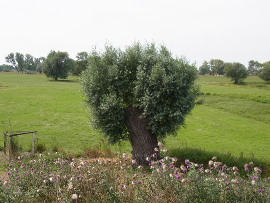 ...wird immer schöner und bunter.
