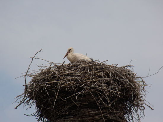 "Ich könnte mal wieder einen Happen vertragen"