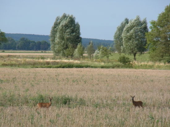 z.B. neugierige Rehe