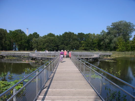 in den See hat man alle möglichen Seerosenarten gepflanzt, die richtig voll erblüht sind