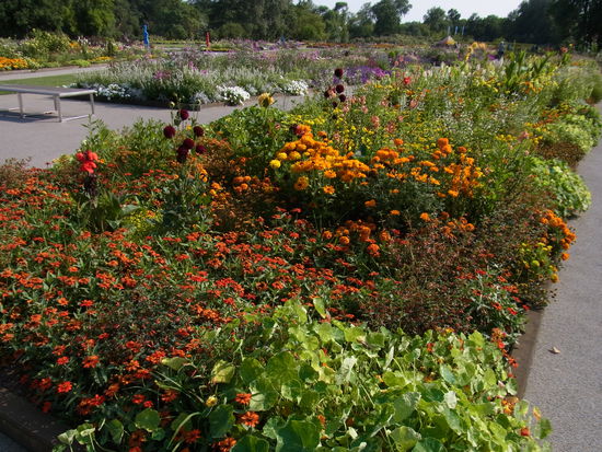keine Seerosen, dafür viele Sorten Sommerblumen auf einem Fleck schön sortiert nach Farbton