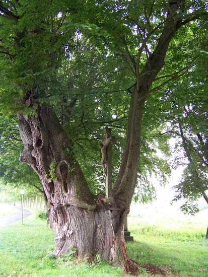 uralte Linde mit Jesuskreuz
