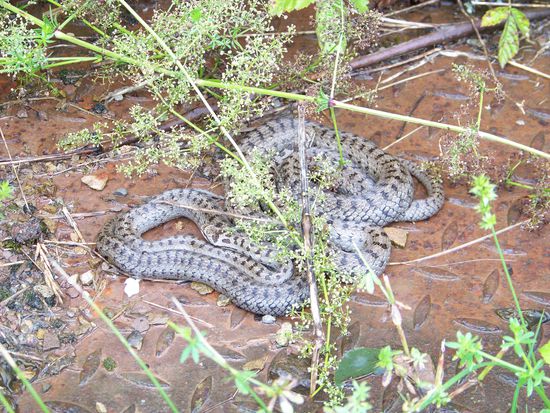 kleine Kreuzottern??