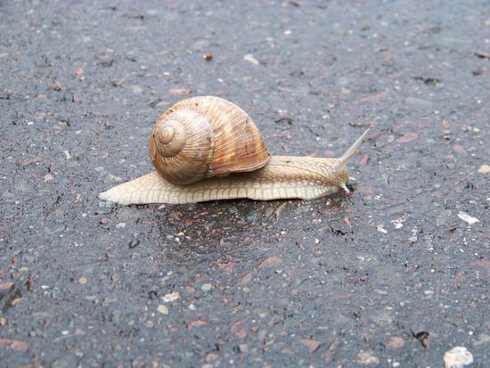 Weinbergschnecke - aber wir sind eh schneller...