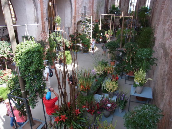 massenweise Gladiolen im Dom