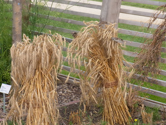 die frechen Spatzen fressen die BUGA auf