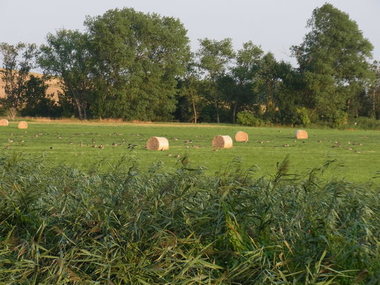 da fühlen sich sogar die Wildgänse wohl