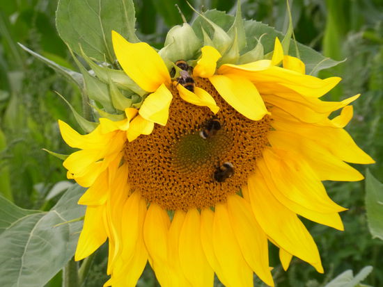 eins zwei drei vier... Lichtblicke