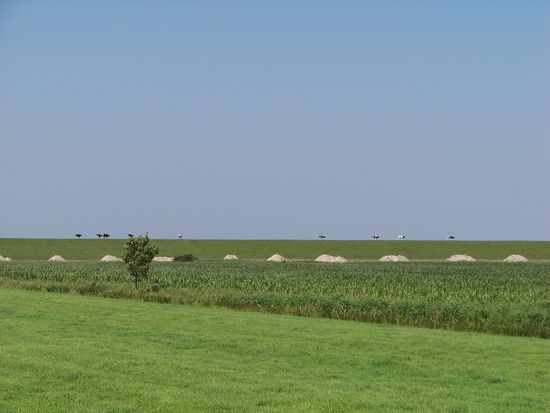 Kühe auf dem Deich mit Fernwehaussicht...oder Blick hinter die Kulissen