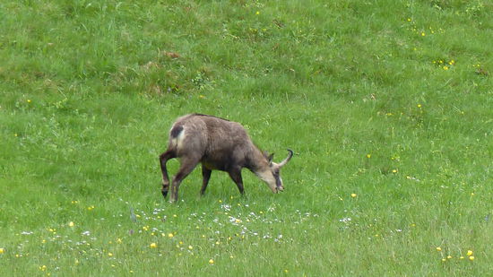 sieht aus wie ein..., ja, was eigentlich?