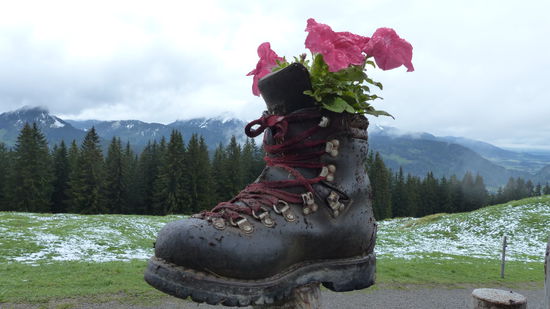 Blumengrüße aus´m Wanderschuh