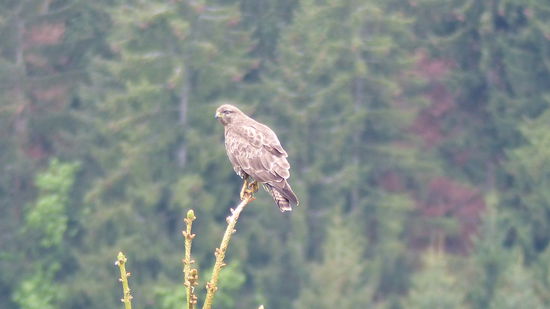 auf dem Rückweg zur Klamm