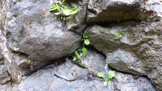 Pflanzen wachsen einfach überall