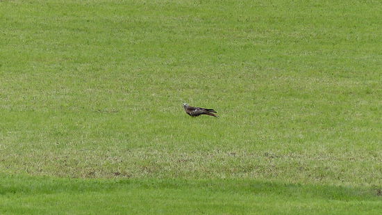 Das ist mein Revier, ich bin ein Vogel-Titan...