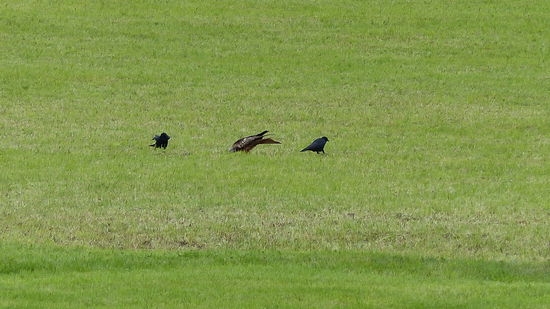 ...da kannst Du Dich verstecken wie Du willst oder ins Gras beißen.
Wir lassen nicht locker...