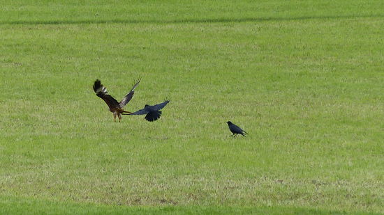 ...Denkste! Wir melden auch Besitzansprüche an. Hau bloß ab, wir sind eh zu zweit...