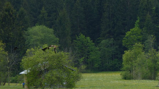 ...und er kämpft gegen die hartnäckigen Krähen einen aussichtslosen Kampf,...